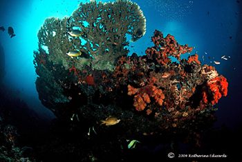 table coral and inhabitants taken with a 16mm fisheye len... by Katherine Edwards 